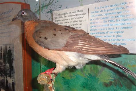 mark bellis passenger pigeon