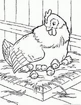 Hen Coloring Pages 123coloringpages Animal sketch template
