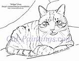 Cat Coloring Tabby Calico Pages Printable Cats Painting Animal Paintings Nancy Portrait Original Choose Board Widget Shelter Rachel sketch template