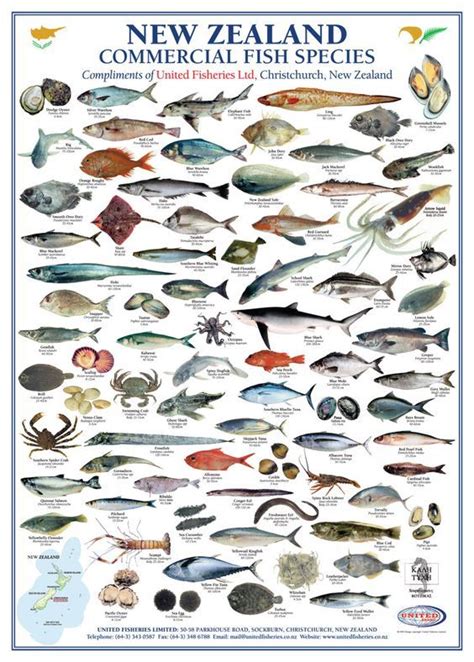 nice color fish chart print  small  visit   www