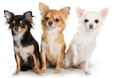 chihuahua dog breed personality history appearance  care guide