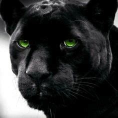 black panther wallpapers full hd wallpaper search wild life  nature pinterest black