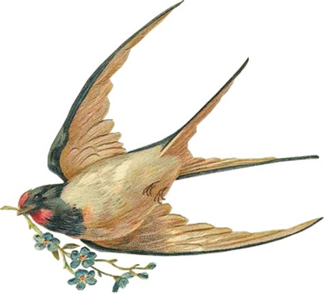 Swallow Png Photo Png All Png All