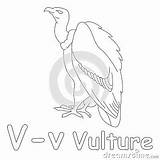 Vulture Coloring Including English Name sketch template