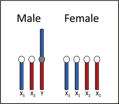conceptual diagram of sex chromosomes in male and female sockeye
