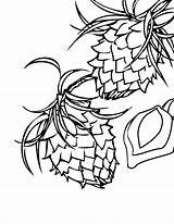 Coloring Pages Tree Almond Pine Nut Getcolorings sketch template