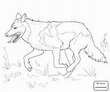 Wolf Grey Coloring Mexican Pages Gray Running Printable Drawing Head Realistic Color Print Draw Wolves Animals Kids Getcolorings Ausmalbilder Horse sketch template