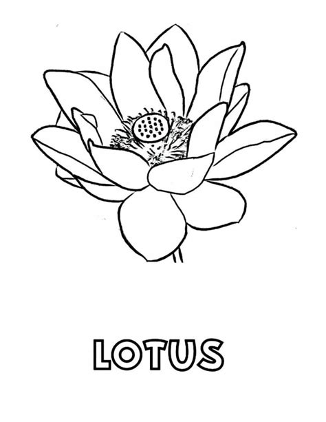 lotus flower coloring page  printable coloring pages  kids