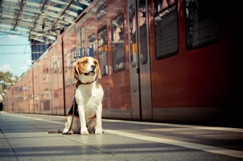 kutyaval  vonaton jo tudni