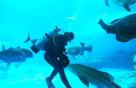 scuba diving places  dubai guide  scuba dive tourism  dubai