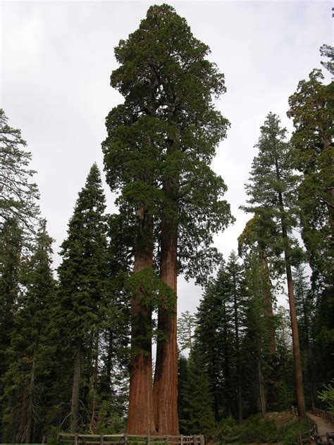 gardening  giant sequoia gardenista