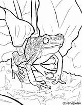 Dart Frog sketch template