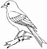 Canario Dibujosonline Pájaro Categorias sketch template