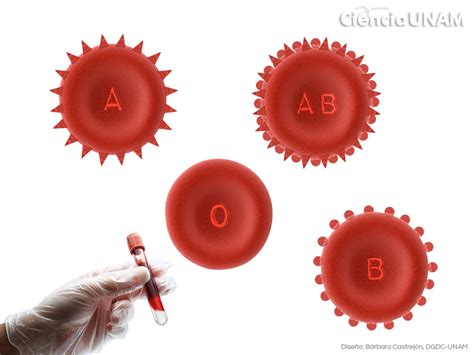 ¿por qué tenemos diferentes tipos sanguíneos ciencia unam
