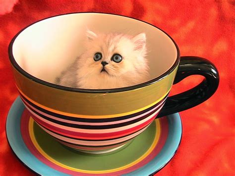 cats  teacups   nifty