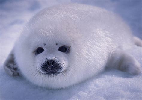 harp seal pup  ice photo  aqqa rosing asvid