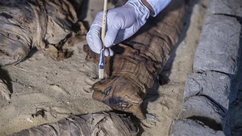 dozens of cat mummies unearthed in ancient egyptian tombs mashable