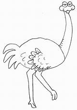 Ostrich Somali Printable sketch template