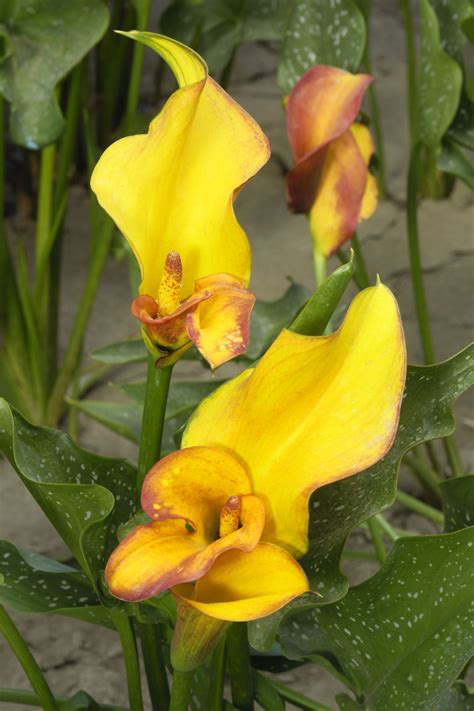 What You Must Know About Potted Calla Lily Care
