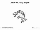 Peeper Coloring Spring Frog Sponsors Wonderful Support Please Printing Pdf sketch template