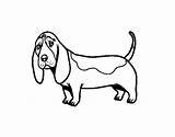 Basset Hound Coloring Drawing Pages Coloringcrew Getdrawings Dogs sketch template