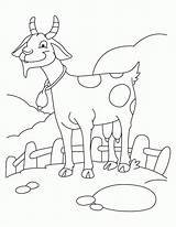 Coloring Goat Pages Clipart Cute Color Popular Coloringhome Library sketch template