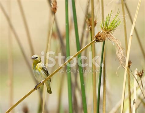 masked weaver stock photo royalty  freeimages