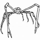 Spider Crab Coloring Japanese Pages Color Designlooter Drawings 612px 21kb sketch template