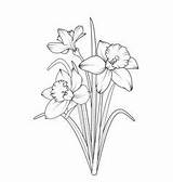 Daffodils Daffodil Narcissus sketch template