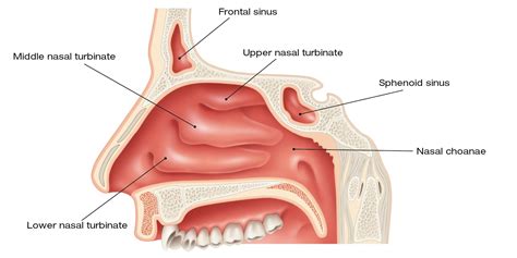 nasal cavities fitonasal act