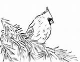 Red Cardinal Coloring Getcolorings Northern sketch template