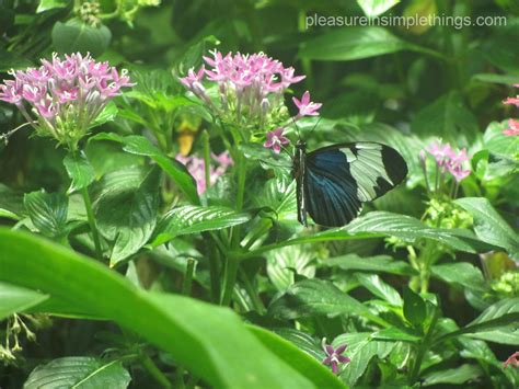 butterfly habitat — pleasure in simple things