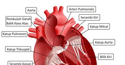 bagian bagian jantung manusia  fungsinya porosilmucom