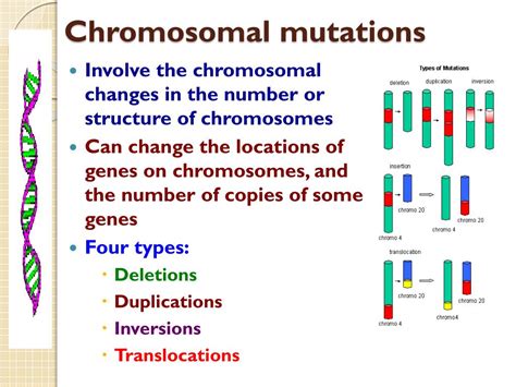 ppt types of mutations powerpoint presentation free download id