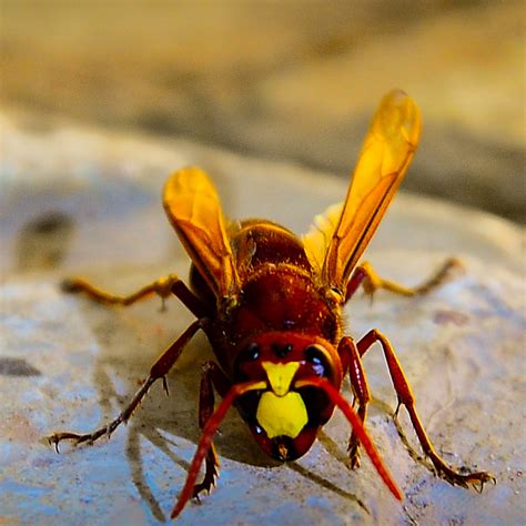 hornet wikipedia