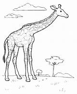 Giraffe Giraffa Pages2color Coloradisegni Animali sketch template