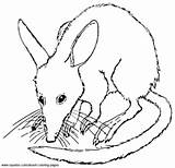 Coloring Bilby sketch template