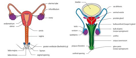 Gonads Or Reproductive Glands — Lesson Science State Board Class 10