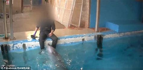 dutch aquarium worker who carried out a sex act on a dolphin did nothing illegal daily mail online