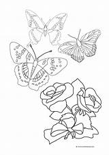 Butterfly Butterflies Roses Rose Coloring Pages Drawing Three Flowers Color Bouquet Sheet Two Getdrawings Next Clipartqueen sketch template