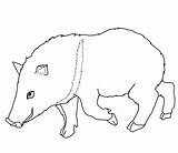 Peccary Collared Colorear Collares Javelinas Supercoloring sketch template