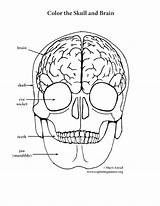 Skull Coloring Brain Pages Anatomy Human Pdf Printable Getcolorings Side Right Elementary Getdrawings Drawing Color Book Print Colorings Sheet sketch template