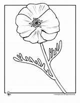 Poppy Coloring Flower Pages Poppies Flowers Colouring Sheets Anzac Christian Print Quotes Kids Library Jr Clip Clipart Printable Use Drawing sketch template