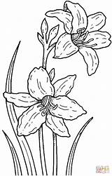 Narcissus Coloring Narciso Daffodil Pages Daffodils Para Flor Desenho Flores Dibujos Colorear Dibujo Google Dibujar Pintar Printable Online Da Flowers sketch template