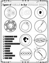 Human Cells Types Worksheet Coloring Body Preview sketch template
