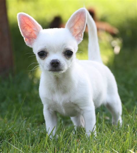 photo chihuahua bark bigears cute   jooinn