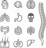 Human Clipart Internal Organs Biology Organ Vector Clip Illustrations Detailed Illustration Similar Clipground sketch template