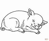 Coloring Pig Baby Pages Sleeping Printable Drawing Silhouettes sketch template