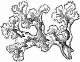 Moss Muschio Arctic Lichens Tundra Misti Designlooter Lichen sketch template