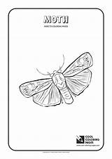 Coloring Moth Pages Cool Print Getdrawings Printable Getcolorings Animals sketch template